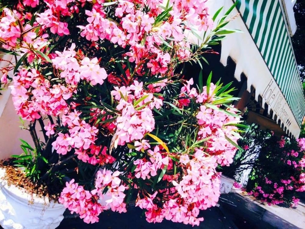 Imagen de los exteriores del Hotel Villa Serena. Foto 14