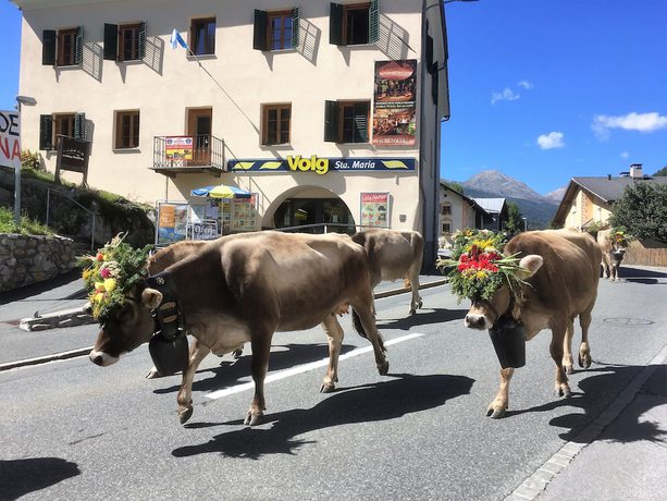 Imagen de la piscina del Hotel Villa Stelvio Bed and Breakfast. Foto 17