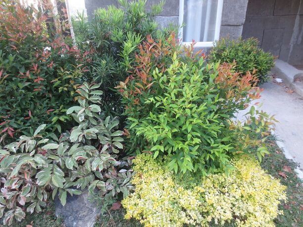 Imagen de la habitación del Hotel Vine Woods Resorts. Foto 34