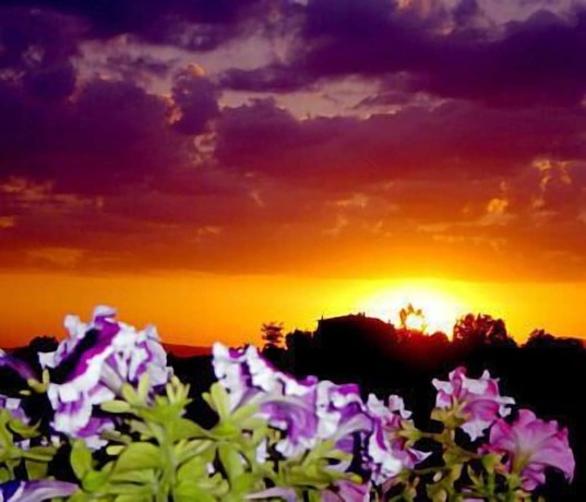 Imagen de los exteriores del Hotel Viole Country. Foto 14