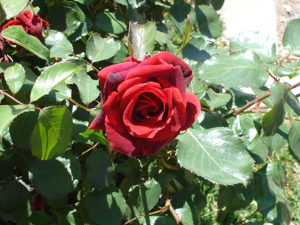 Imagen de los exteriores del Hotel Vista Nevada. Foto 11