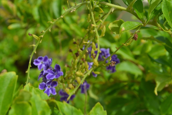 Imagen de los exteriores del Hotel Vistalmar Ocean Suites. Foto 11