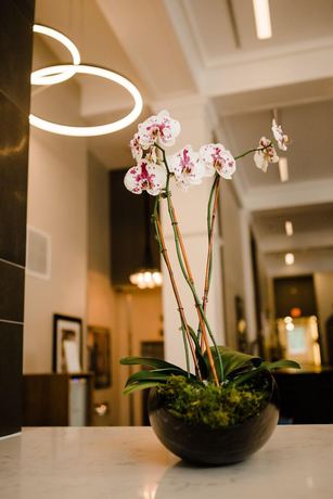 Imagen de los interiores del Hotel Voco Napoleon Memphis by IHG. Foto 20
