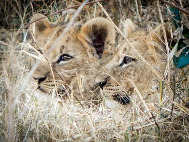 Imagen general del Hotel Vuyani River Lodge. Foto 4