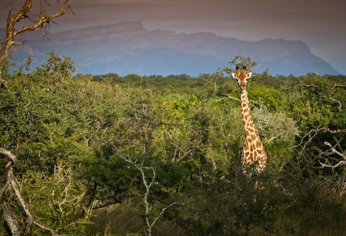 Imagen general del Hotel Vuyani River Lodge. Foto 8