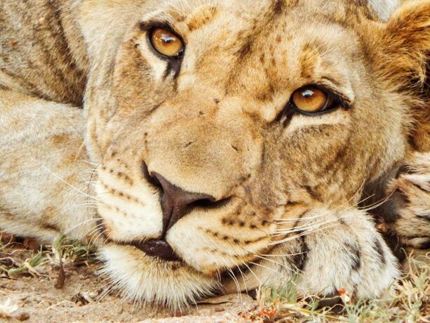 Imagen general del Hotel Vuyani River Lodge. Foto 13