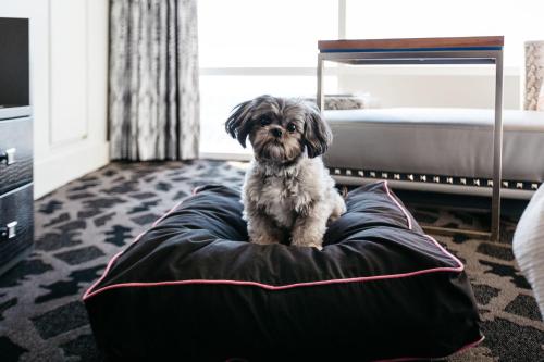 Imagen general del Hotel W Dallas - Victory. Foto 7