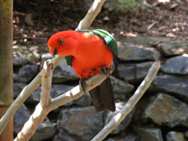 Imagen de los exteriores del Hotel Wallaby Ridge Retreat. Foto 13