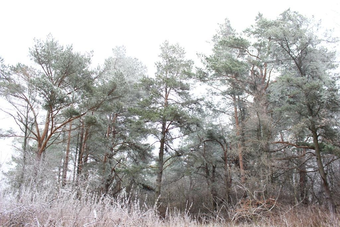 Imagen general del Hotel Wargenau Holiday Home. Foto 2