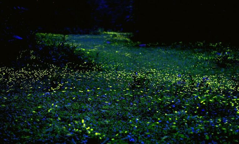 Imagen general del Hotel West Lake Resortopia. Foto 11