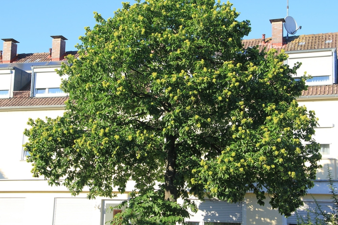 Imagen de los exteriores del Hotel Westend, Nuremberg. Foto 8