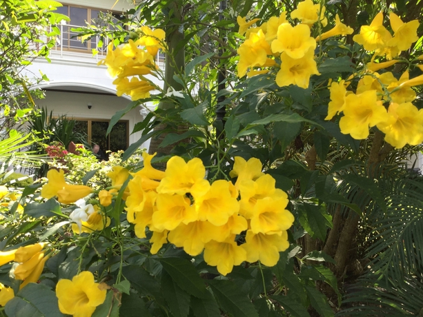 Imagen de los exteriores del Hotel White Elephant Resort. Foto 14