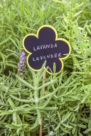 Imagen general del Hotel White Sands Beach Club. Foto 3