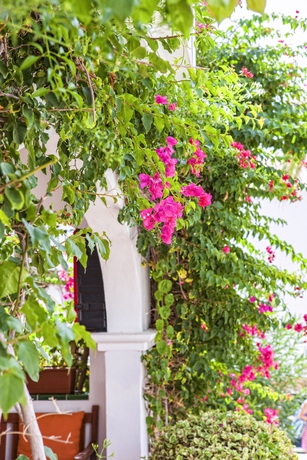 Imagen de los exteriores del Hotel White Sands Beach Club. Foto 15