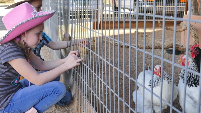 Imagen de los interiores del Hotel White Stallion Ranch. Foto 12