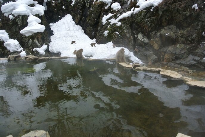 Imagen general del Hotel White Tree Lodge. Foto 5