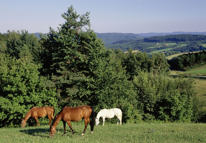 Imagen de los exteriores del Hotel Wienerwaldhof. Foto 11