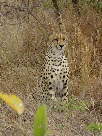 Imagen general del Hotel Wild Olive Tree Camp. Foto 2