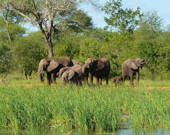 Imagen general del Hotel Wild Olive Tree Camp. Foto 6