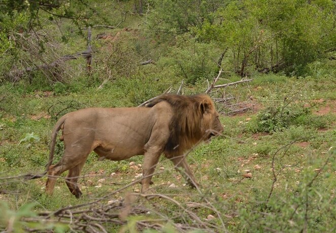 Imagen general del Hotel Wild Olive Tree Camp. Foto 10