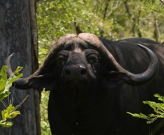 Imagen general del Hotel Wild Olive Tree Camp. Foto 13