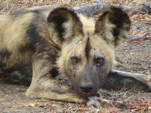 Imagen general del Hotel Wild Olive Tree Camp. Foto 14