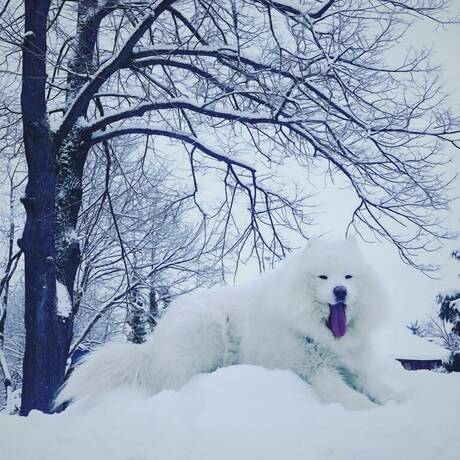 Imagen general del Hotel Willa Dąbr&oacute;wka. Foto 9