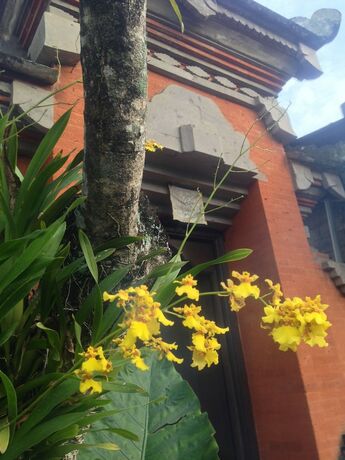 Imagen general del Hotel Wina Ubud Bandb. Foto 19