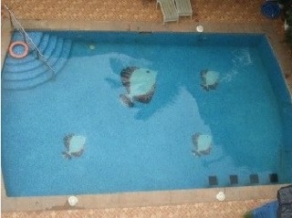 Imagen de la piscina del Hotel Windsor Bay. Foto 14