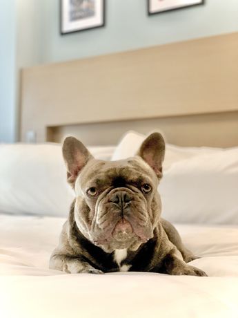 Imagen de la habitación del Hotel Wingate By Wyndham Bronx/haven Park. Foto 14