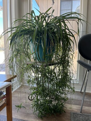 Imagen general del Hotel Woodland Motel. Foto 9