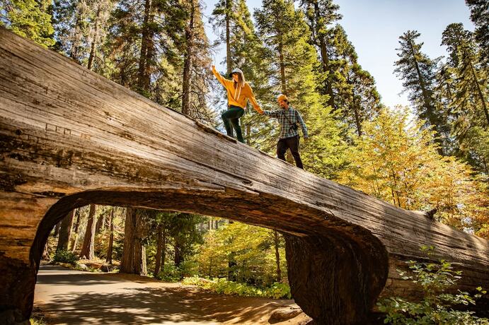 Imagen general del Hotel Wuksachi Lodge. Foto 5