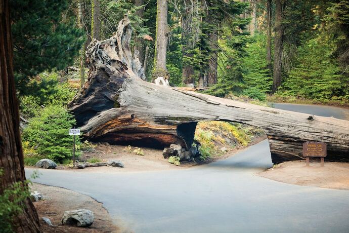 Imagen general del Hotel Wuksachi Lodge. Foto 8