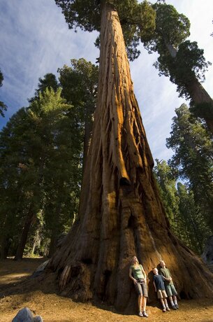 Imagen general del Hotel Wuksachi Lodge. Foto 11