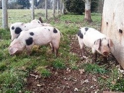 Imagen de la habitación del Hotel Wyndham Arms Hotel. Foto 12