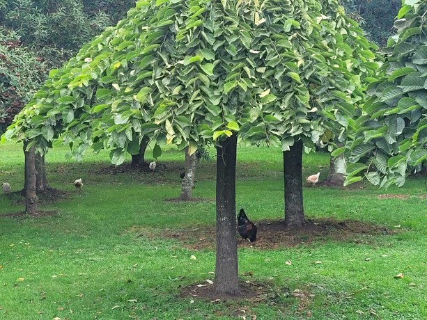 Imagen general del Hotel Y Caba&ntilde;as Molino Viejo. Foto 3