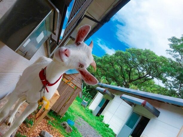 Imagen general del Hotel Yakushima Guesthouse Suginoko. Foto 3