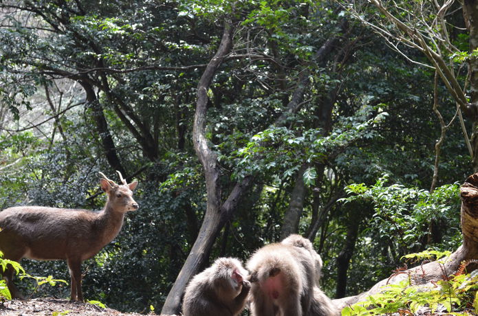 Imagen de los exteriores del Hotel Yakushima Jomon No Yado Manten. Foto 6