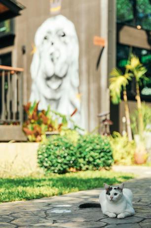 Imagen general del Hotel Yellow Pillow Village. Foto 1