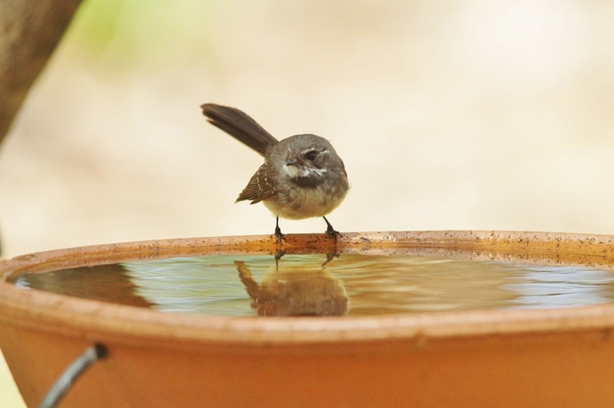 Imagen de la piscina del Hotel Yelverton Brook Conservation Sanctuary. Foto 19
