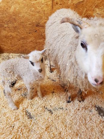 Imagen de la habitación del Hotel Yggdrasil Farmhotel Retreat and Spa. Foto 4