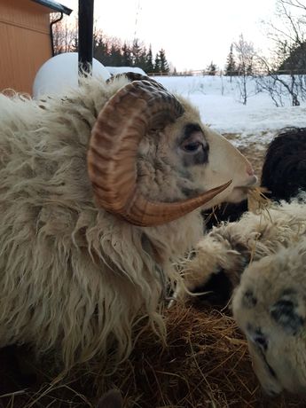 Imagen de la habitación del Hotel Yggdrasil Farmhotel Retreat and Spa. Foto 7