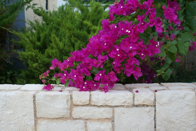 Imagen de los exteriores del Hotel Your Memories. Foto 14