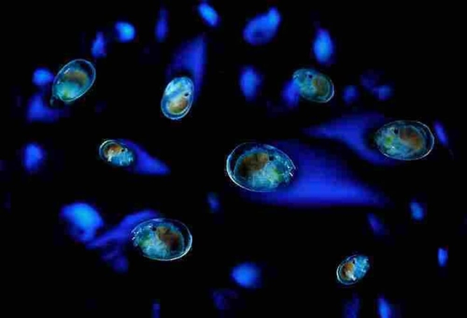 Imagen de los interiores del Hotel Yuhikaigan Shokaku. Foto 19