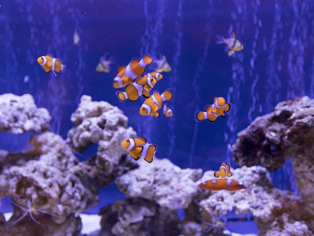 Imagen de los interiores del Hotel Yukai Resort Premium Toba Saichoraku. Foto 14