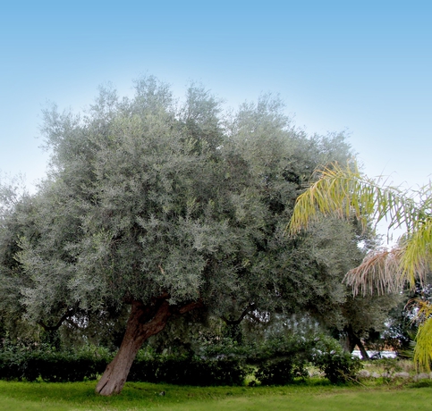 Imagen de los exteriores del Hotel Zaiera Resort Club. Foto 14