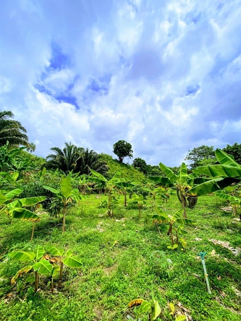 Imagen de la habitación del Hotel Zelandia Eco Finca. Foto 13