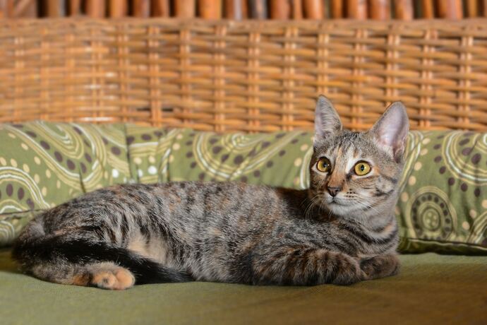 Imagen general del Hotel Zentik Project Boutique and Spa. Foto 8