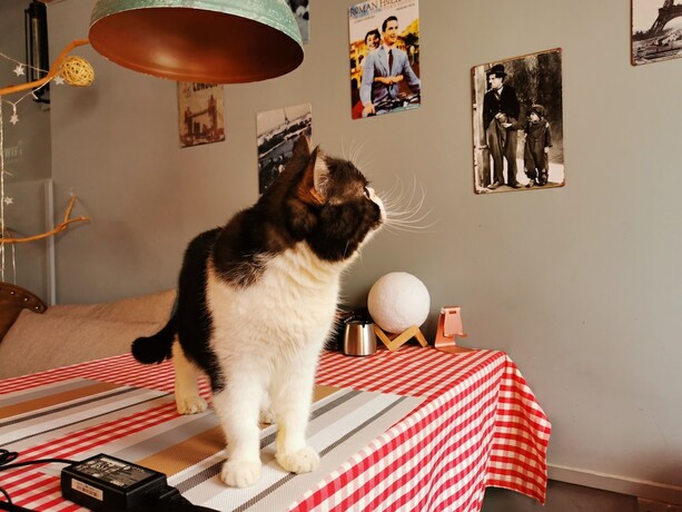 Imagen del bar/restaurante del Hotel Zhenyuan Qiemanman Kezhan. Foto 2