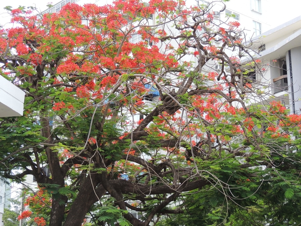 Imagen de los exteriores del Hotel Zleepaway - Condado Tropic Sun. Foto 14